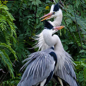 Birds of Sundarbans
