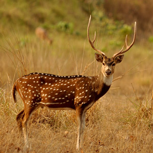 Mammals and Other Species