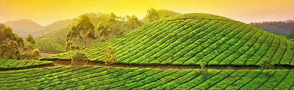 Munnar
