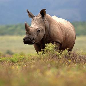 Wildlife in Assam