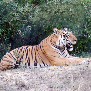 Other Attractions of Bangalore