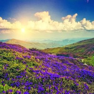 Fairs & Festivals in Munnar