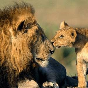 Gir National Park, Sasan Gir, Gujarat