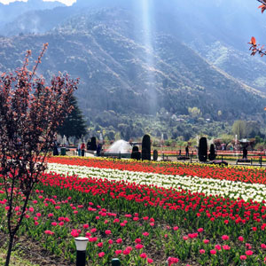 Indira Gandhi Memorial Tulip Garden