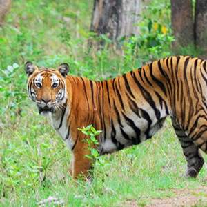 Jungle Safaris