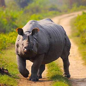 Kaziranga National Park