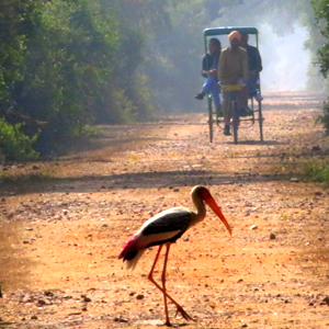 Inhabitants of Keoladeo Ghana National Park 