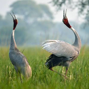 Keoladeo Ghana National Park