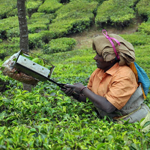 Shopping in Munnar