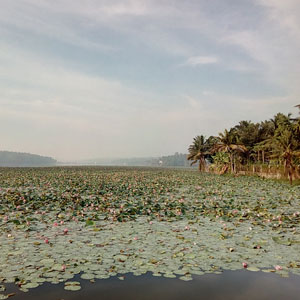 Vellayani Lake