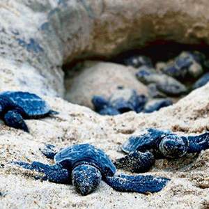 Wildlife