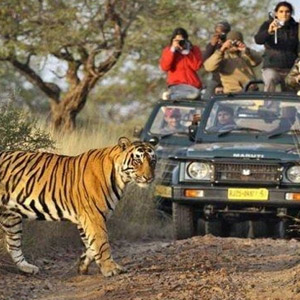 Wildlife Safari in Periyar