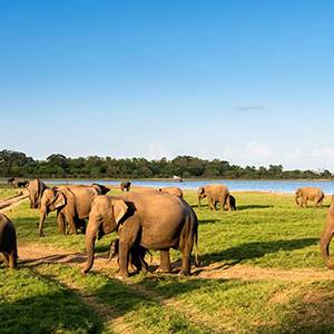 Wildlife