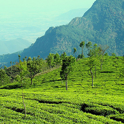 Sandakphu Trek Darjeeling Tour