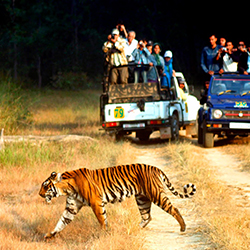 Golden Triangle with Wildlife