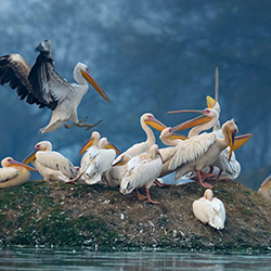 Standard Orissa Tour